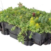 Green Roof Plant Tray 05