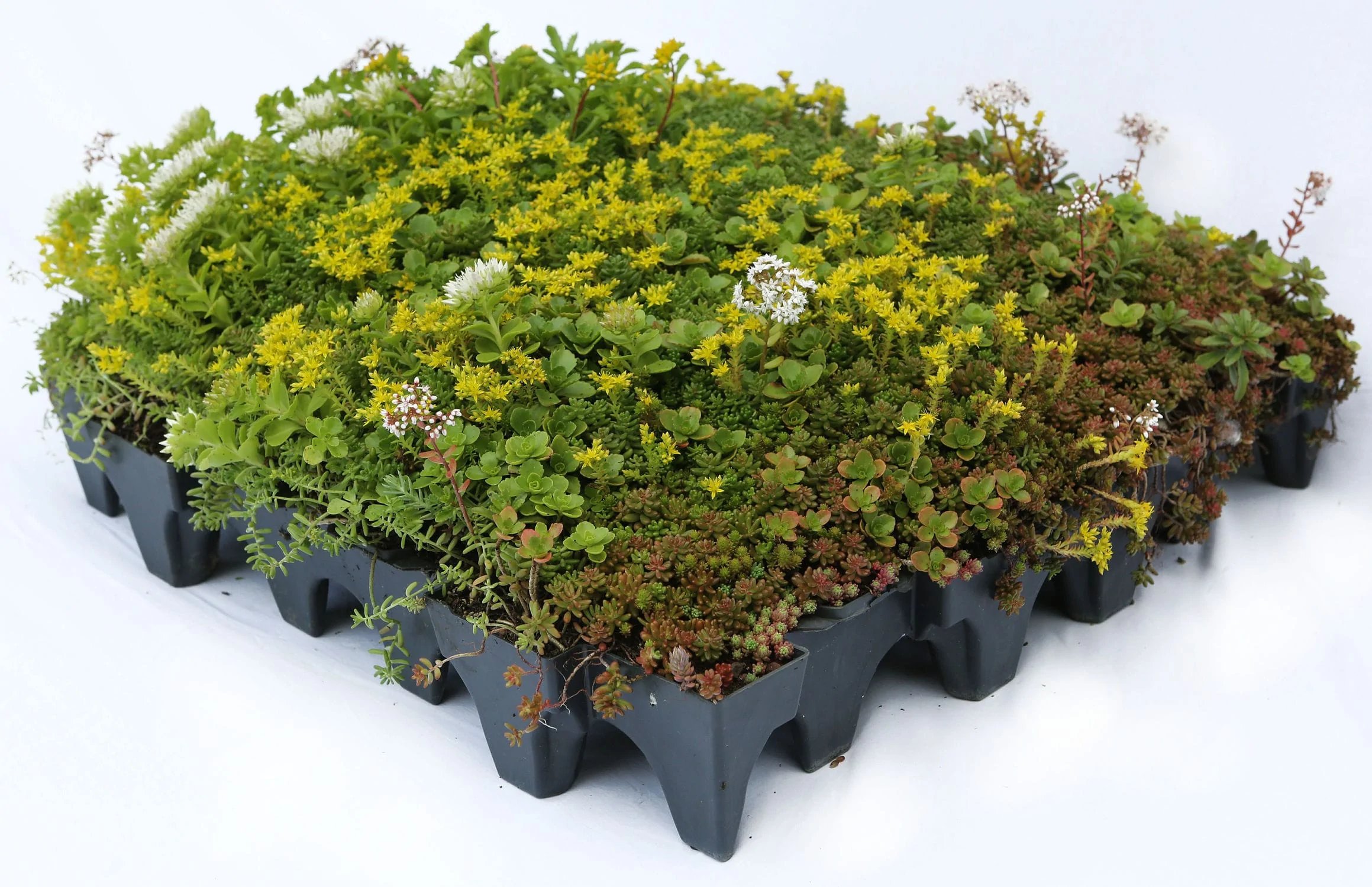 Green Roof Plant Trays Pedestal Pavers