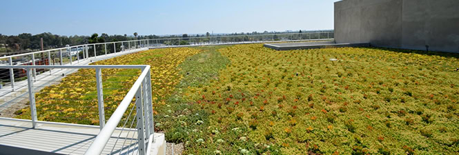 Plant Tray Extensive Green Roof